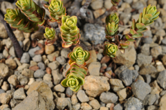 Pimelea microphylla