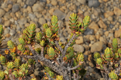 Pimelea microphylla