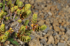 Pimelea microphylla