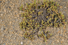 Pimelea microphylla
