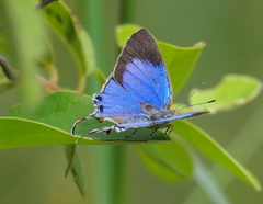 Hemiolaus caeculus caeculus