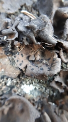 Umbilicaria deusta