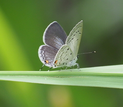 Eicochrysops hippocrates