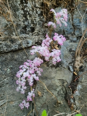 Oresitrophe rupifraga