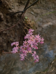 Oresitrophe rupifraga