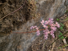 Oresitrophe rupifraga