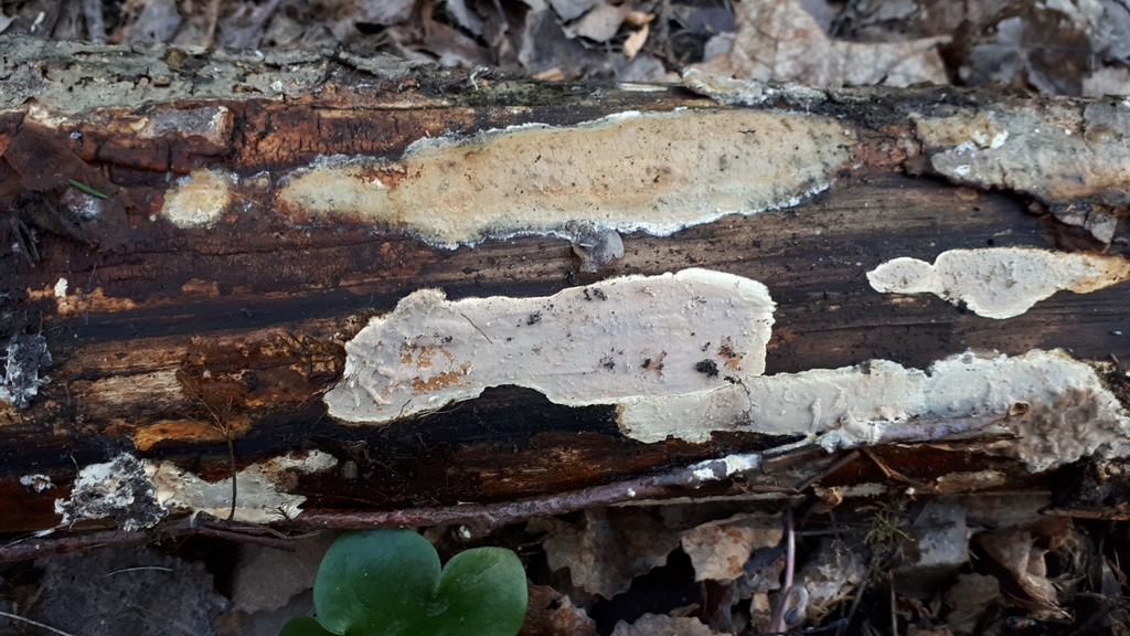 Scytinostroma