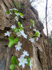 Clematis acerifolia
