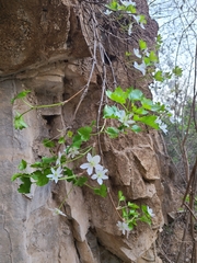 Clematis acerifolia