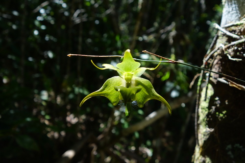 Branched aeranthes (Aeranthes ramosa)