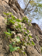 Clematis acerifolia