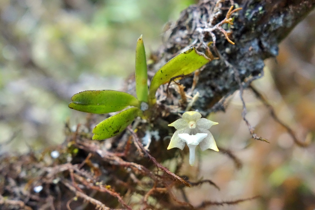 Aeranthes adenopoda