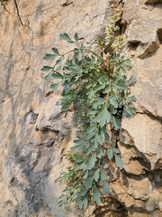 Corydalis fangshanensis