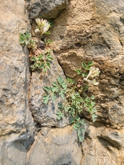 Corydalis fangshanensis