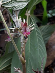 Flemingia macrophylla