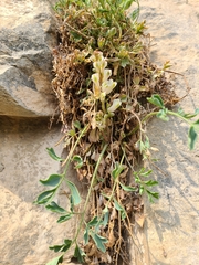 Corydalis fangshanensis