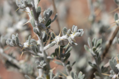 Sclerolaena cornishiana