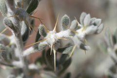 Sclerolaena cornishiana