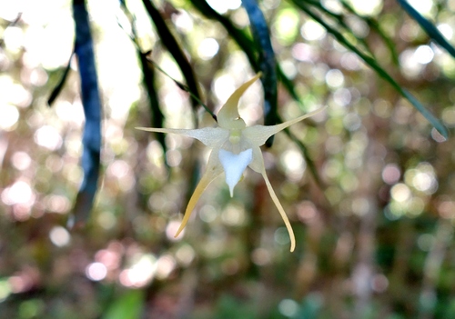 Aeranthes aemula Schltr. 2