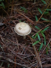 Inocybe sindonia