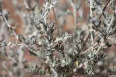 Sclerolaena cornishiana