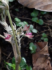 Flemingia macrophylla