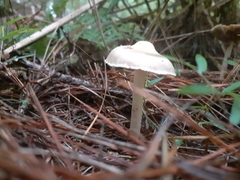 Inocybe sindonia