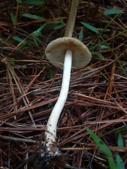 Inocybe sindonia