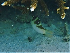 Canthigaster cyanospilota