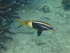 Parupeneus barberinoides