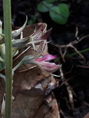 Flemingia macrophylla