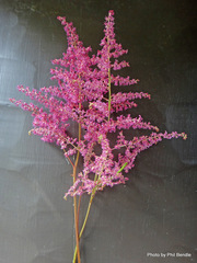 Astilbe rubra