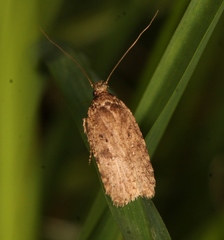 Agonopterix heracliana