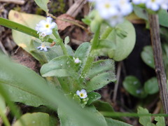 Myosotis welwitschii