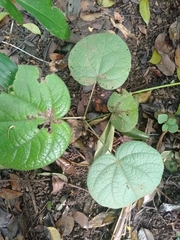 Hibiscus macrophyllus