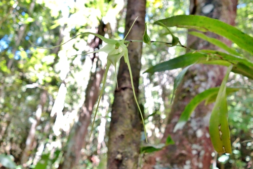 Aeranthes antennophora H.Perrier 2