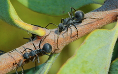 Polyrhachis schistacea