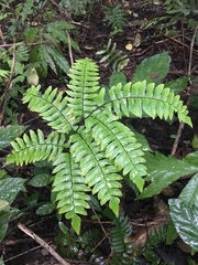 Adiantum latifolium