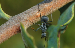 Polyrhachis schistacea