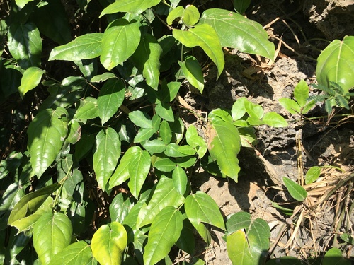Piper philippinum