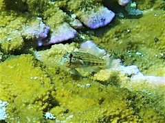 Gnatholepis