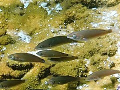 Stethojulis strigiventer