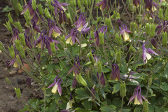 Aquilegia flabellata