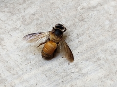Apis dorsata