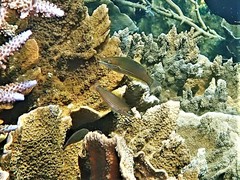 Stethojulis strigiventer