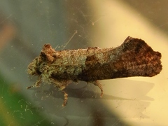 Acrolophus piger