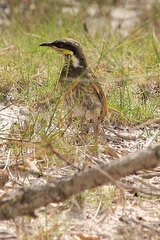 Gavicalis fasciogularis