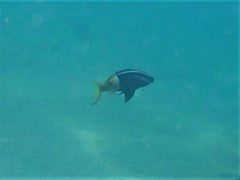 Parupeneus barberinoides