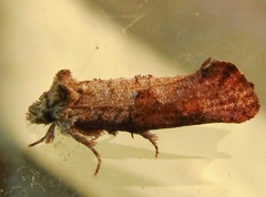 Acrolophus piger