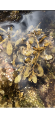 Sargassum aquifolium